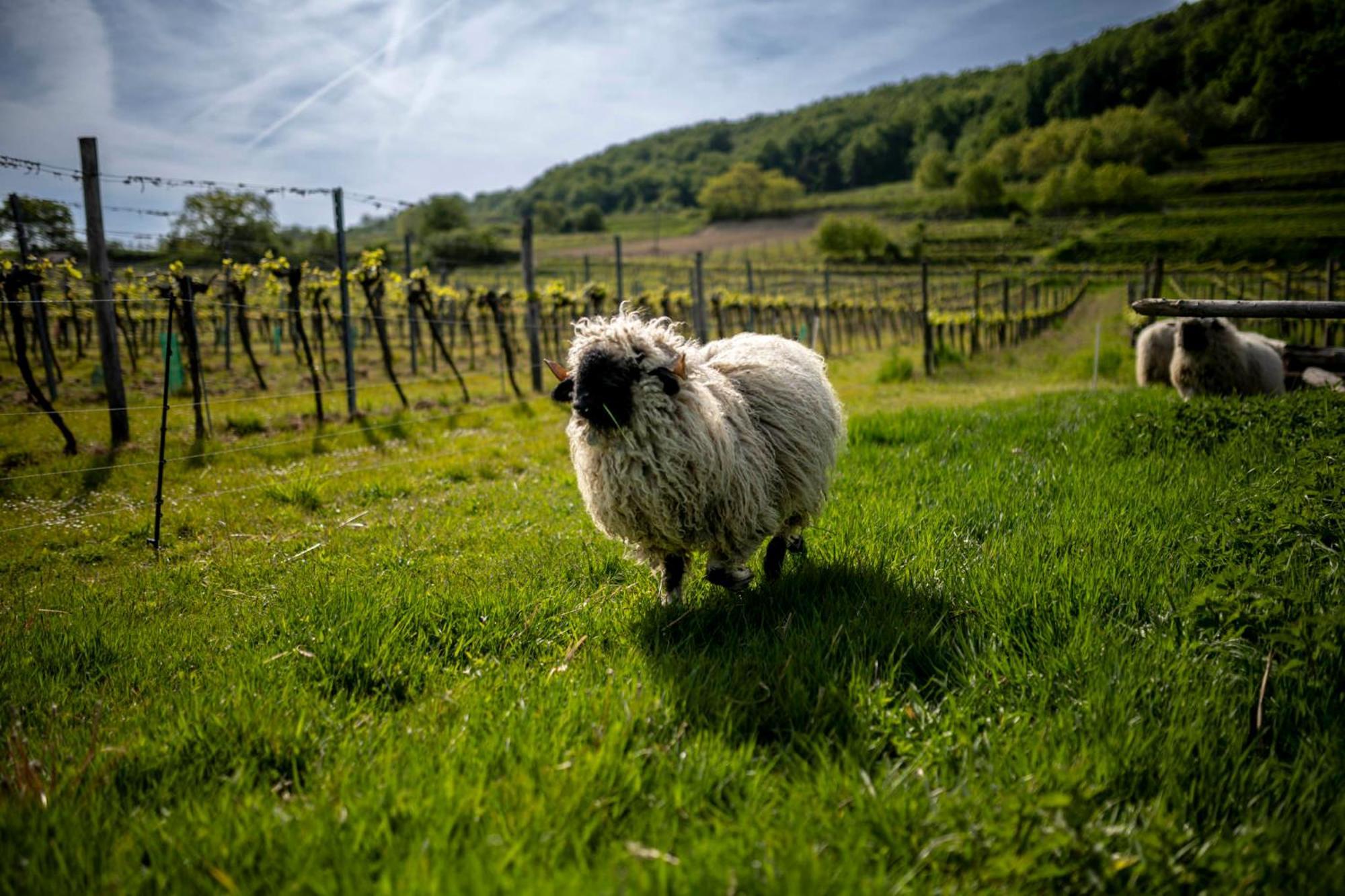 Weingut Jakob'S Ruhezeit Mautern Exteriör bild