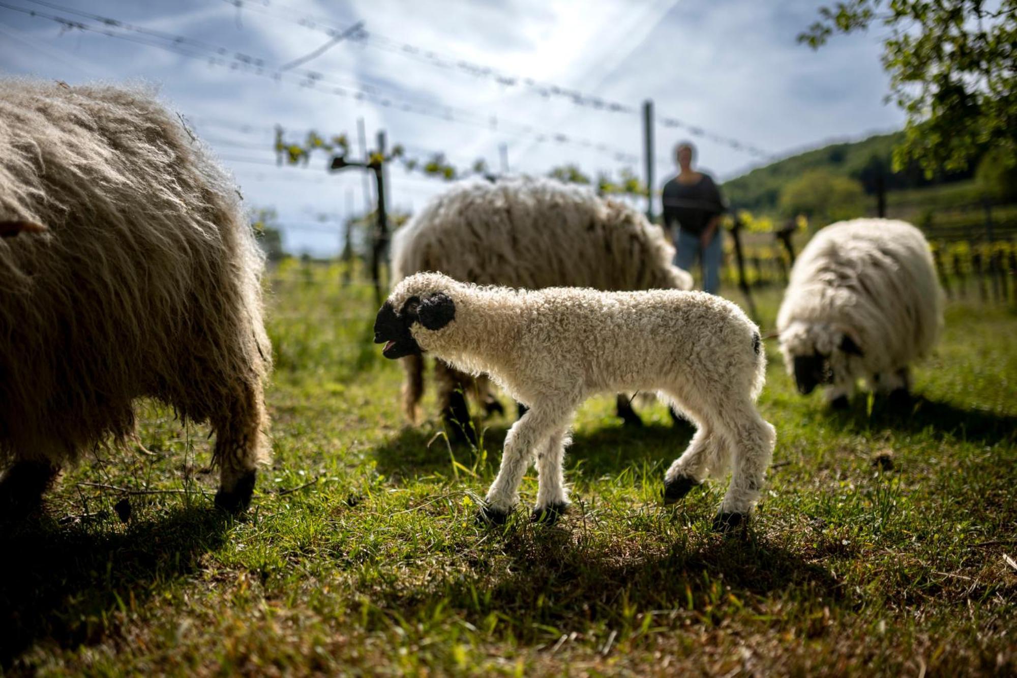 Weingut Jakob'S Ruhezeit Mautern Exteriör bild